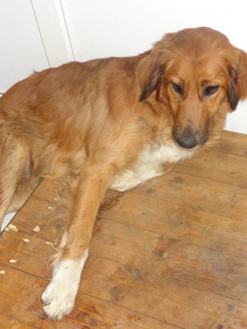 მეტისი უსახელო