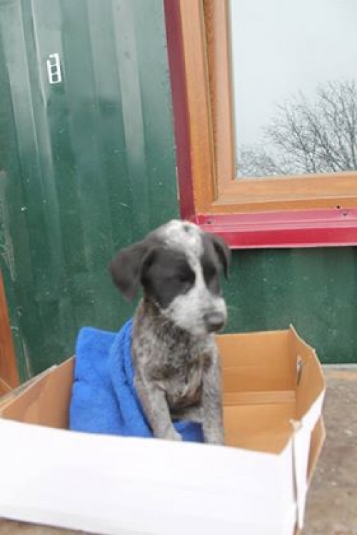 მეტისი უსახელო