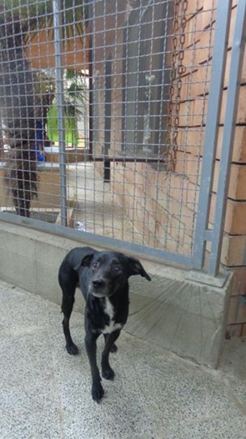 კოკერსპანელის მეტისი ბონი