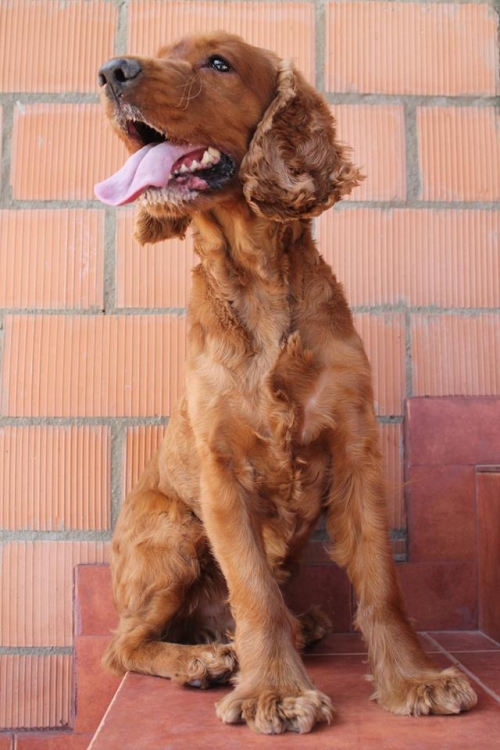 ინგლისური კოკერსპანელი ბიბი