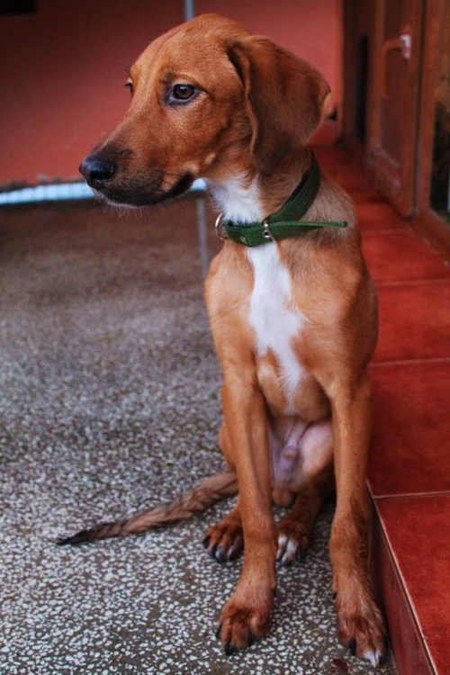 მეტისი დარლი