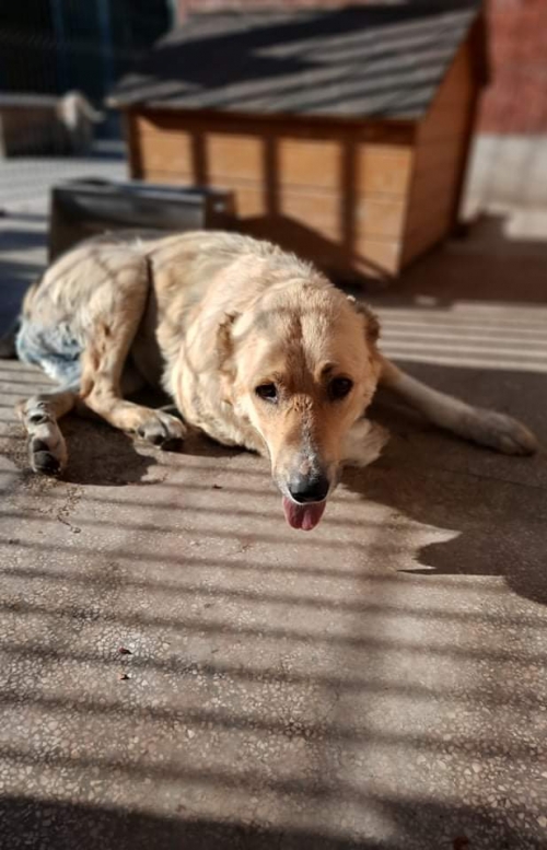 ქართული ქოფაკი ლომა სოფ. გამარჯვებიდან