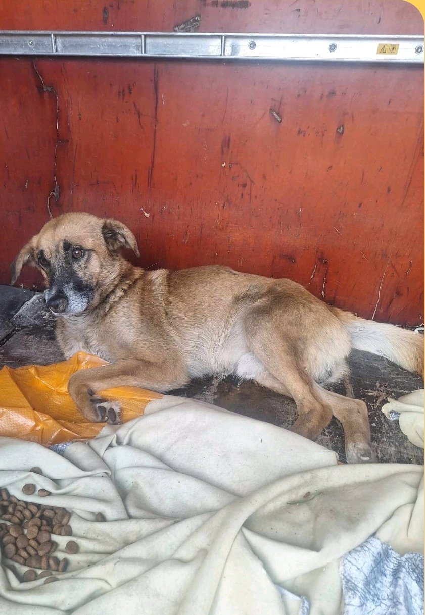 მეტისი. ზესტაფონი