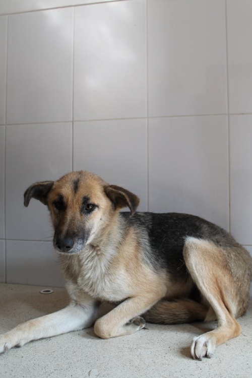 გერმანული ნაგაზის მეტისი ყურშა