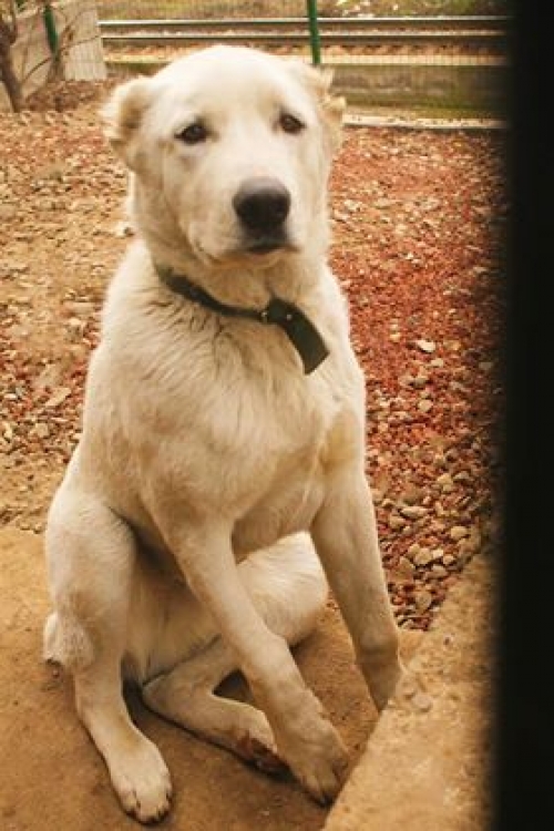 ქართული ნაგაზი უსახელო