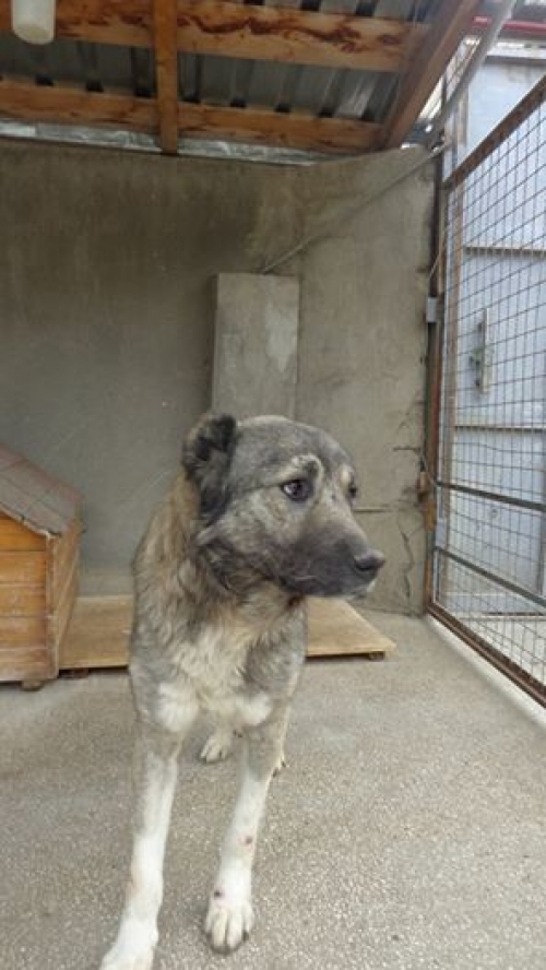 ქართული ნაგაზი ბასარა