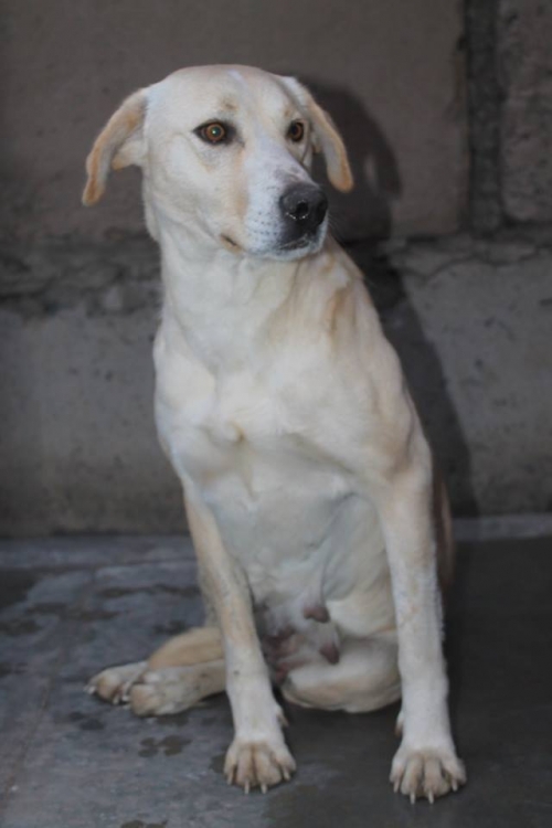 მეტისი ლედი