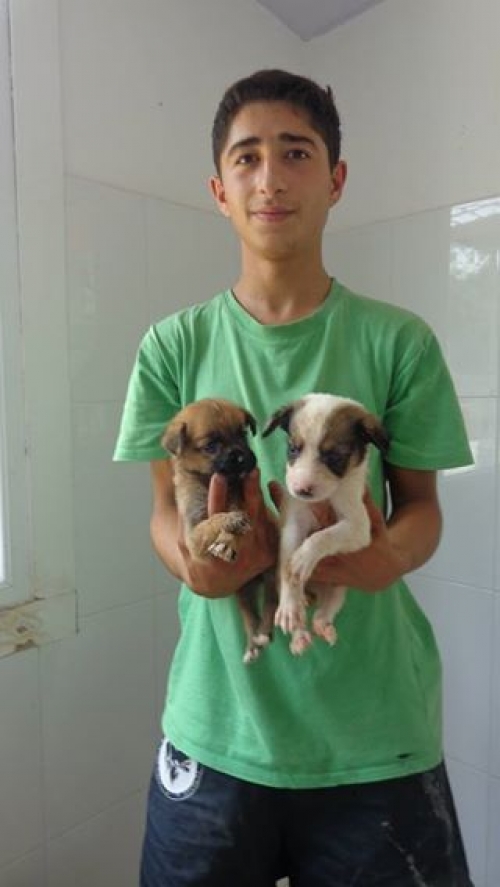 მეტისის ლეკვები უსახელო