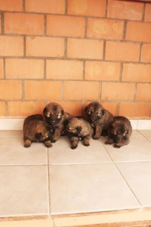 ქართული ქოფაკი უსახელო