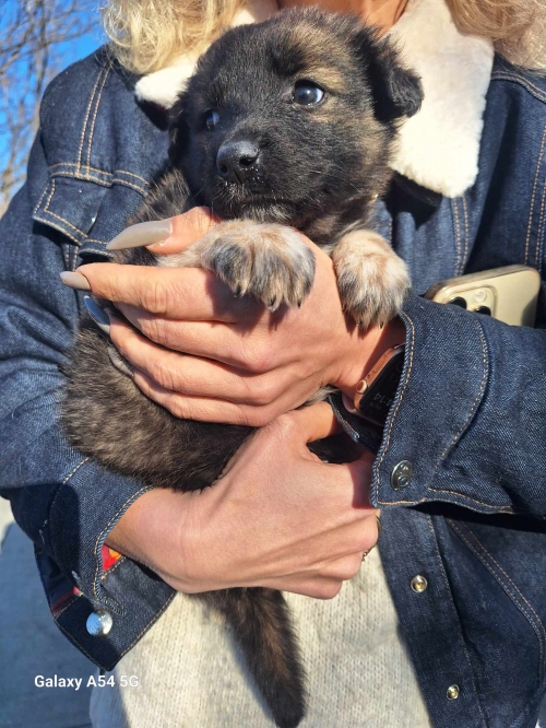 ქართული ქოფაკი ვარკეთილი