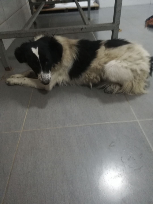 მეტისი აგლაძეს ქუჩა