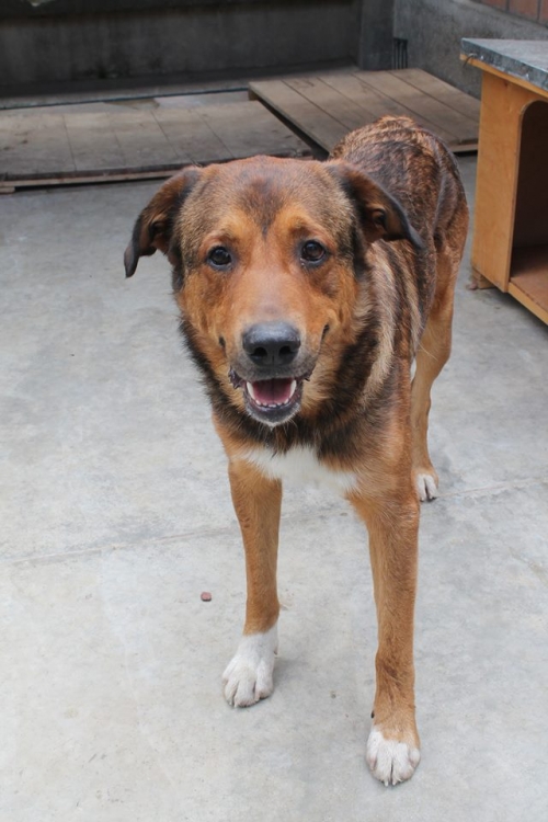 ქართული ქოფაკი ტარზანა