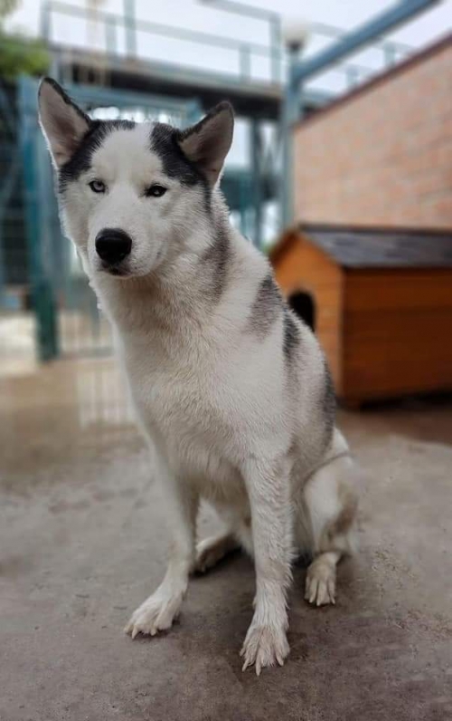 ლაიკა ჭავჭავაძეს გამზირი