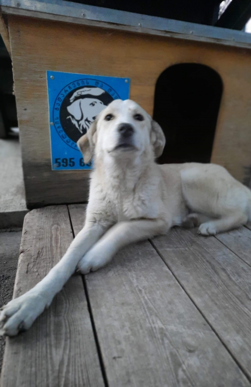 მეტისი უსახელო