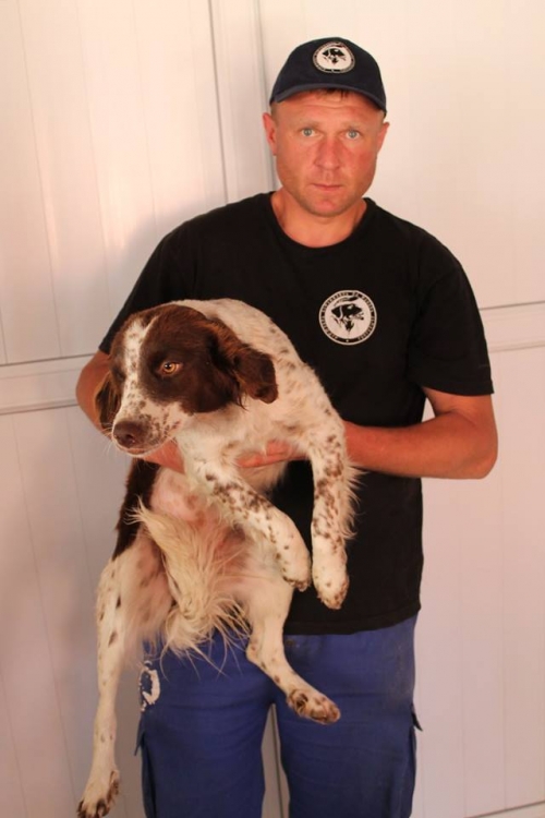 კოკერსპანელის მეტისი უსახელო