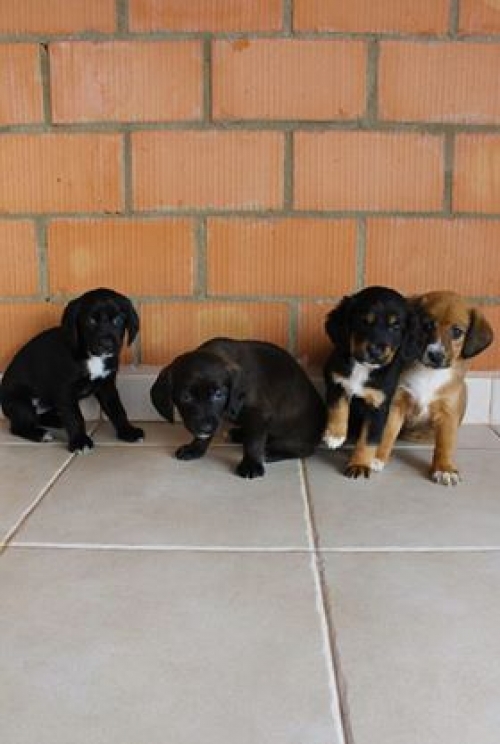 მეტისი უსახელო