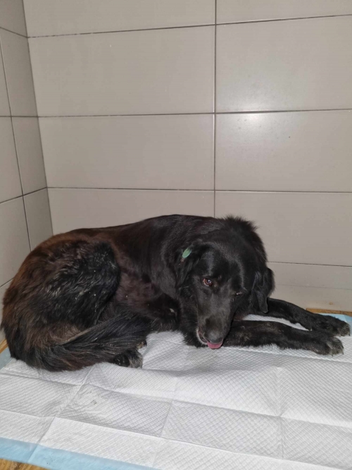 მეტისი ჩორნა. გუდამაყრის ქუჩა 3. ვოლკერის კლინიკა