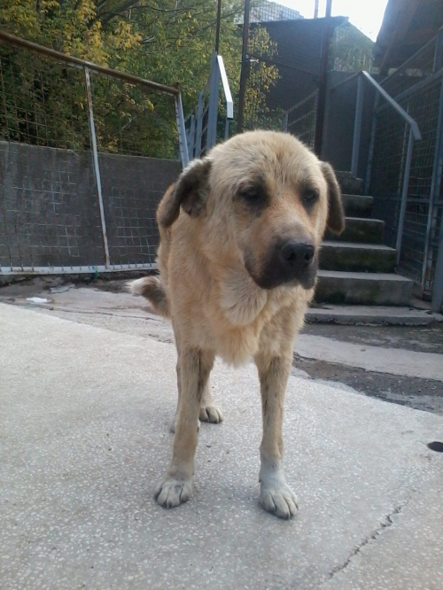 მეტისი პუშკა