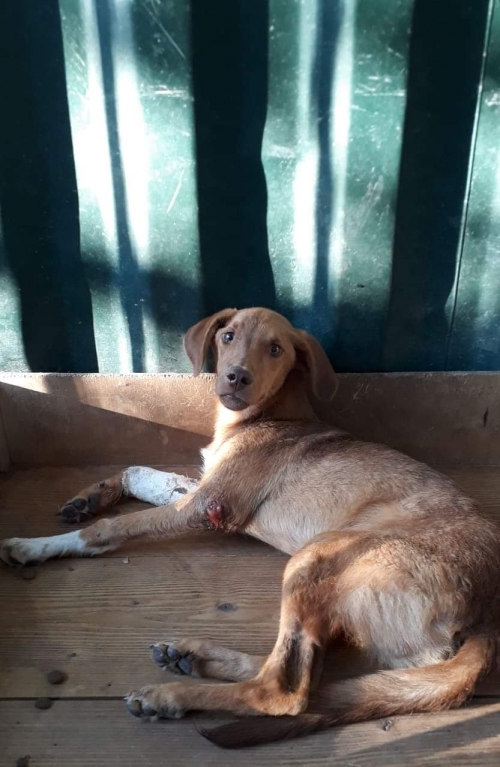 მეტისი ლაქი