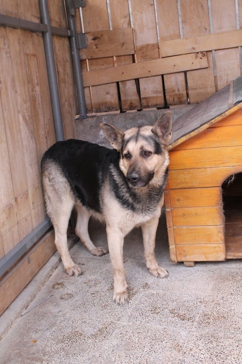 აღმოსავლეთ ევროპული ნაგაზი უსახელო