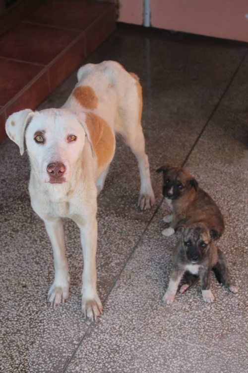 მეტისი უსახელო