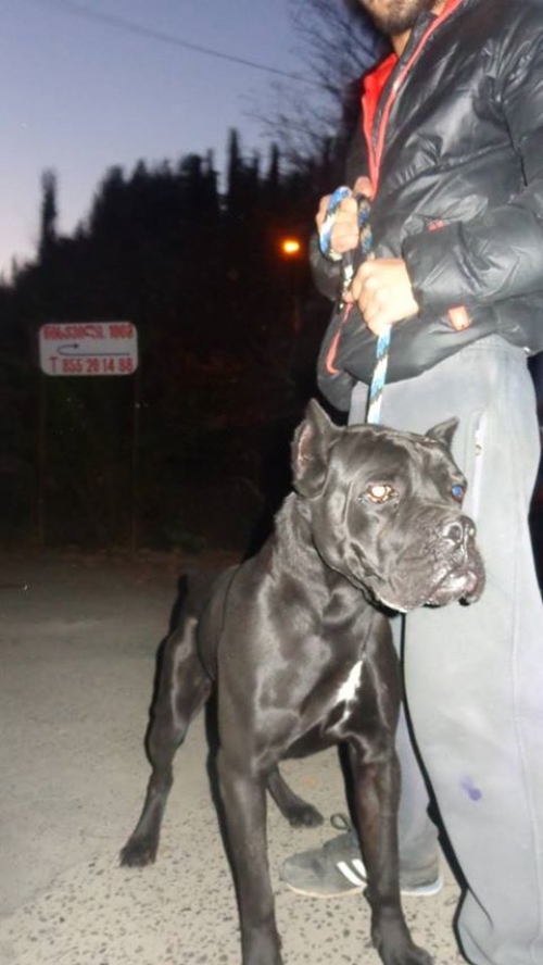 კანე კორსო რონი