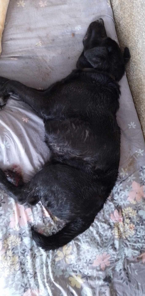 მეტისი კახეთის გზატკეცილი მაკდონალდსი