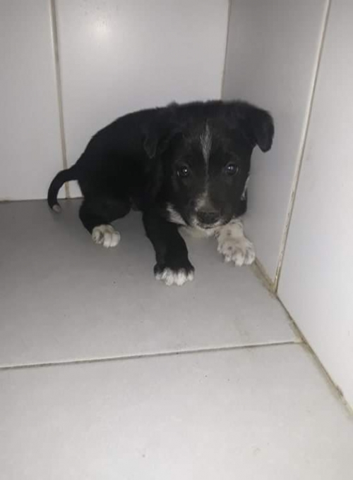 მეტისი ავლაბარი