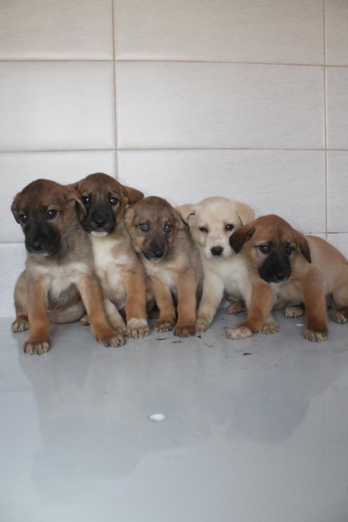 ქართული ქოფაკი უსახელო