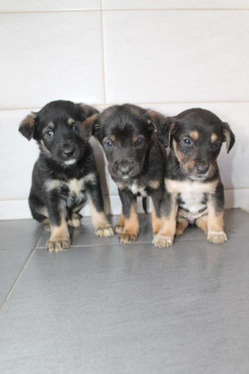 მეტისის ლეკვები უსახელო