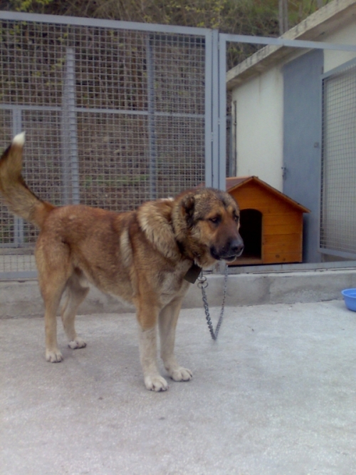 ქართული ნაგაზი ბითო