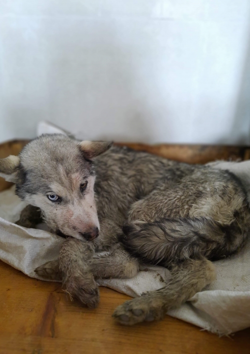 ლაიკა ბობი