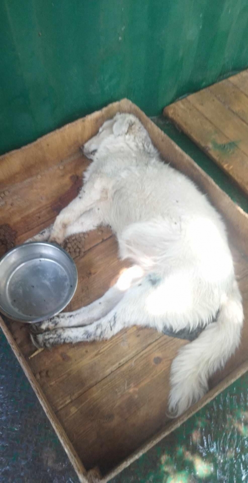 მეტისი აფრიკა ზღაპარი მაღაზია