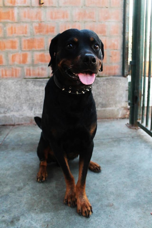 როტვეილერი უსახელო