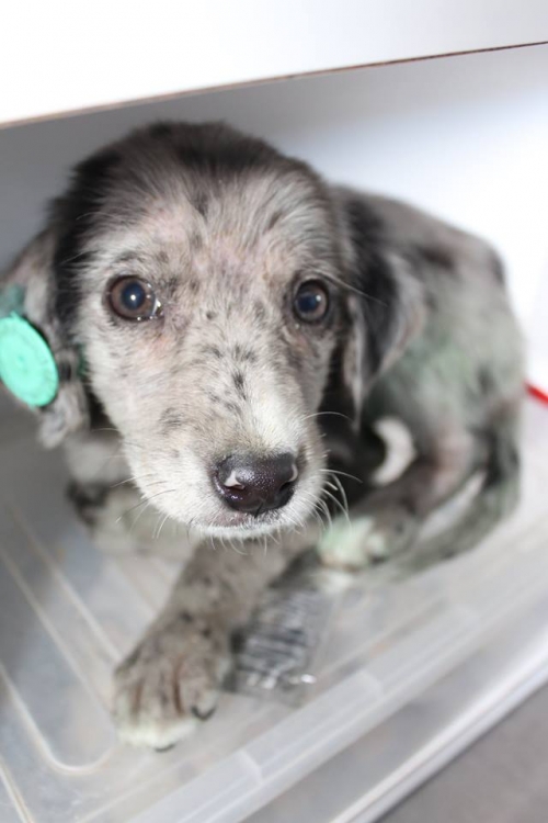 მეტისი ჯესი