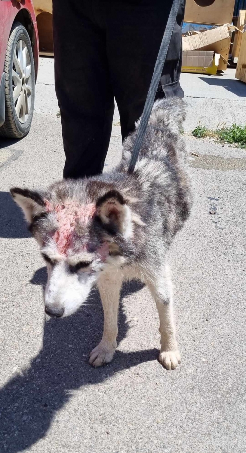 ლაიკა მცხეთა სოფელი ქანდა