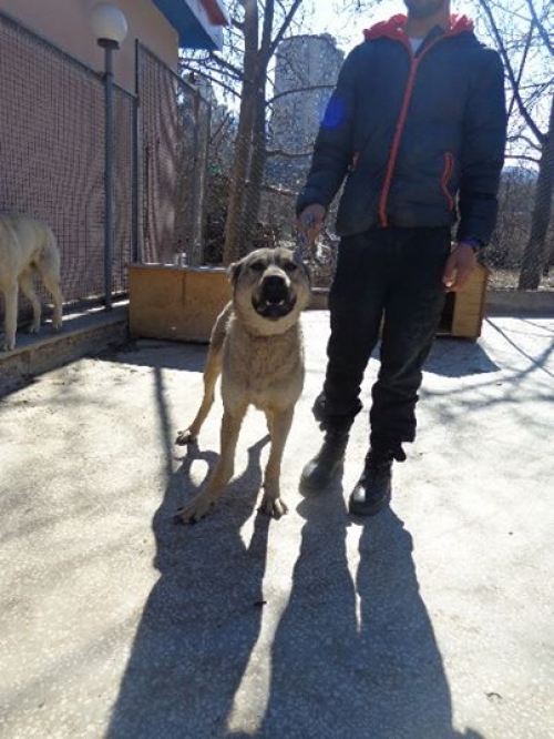 ქართული ქოფაკი უასხელო