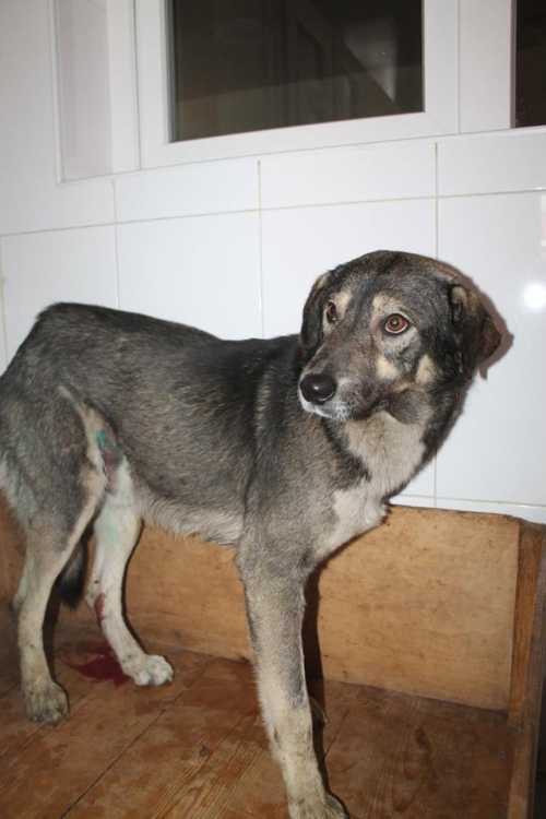 მეტისი უსახელო