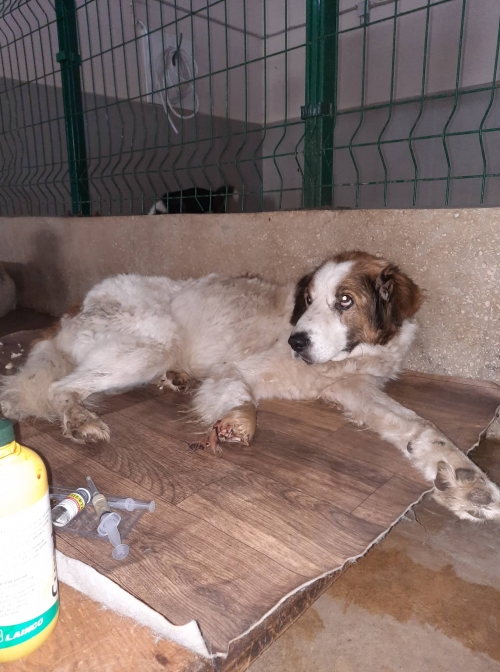 მეტისი ჟინვალი