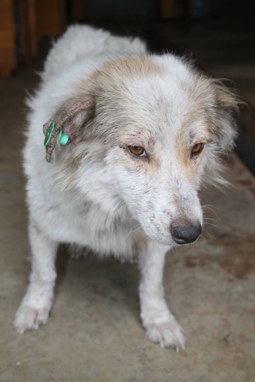 მეტისი უსახელო