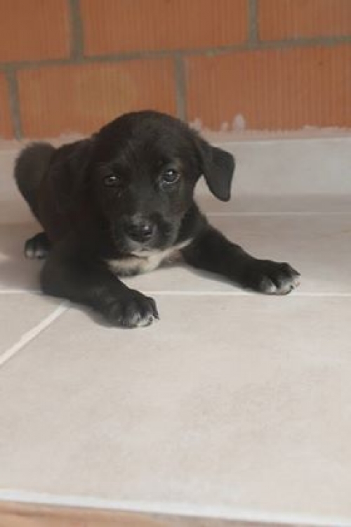 მეტისი უსახელო