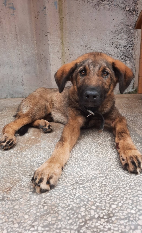 მეტისი კახეთის გზატკეცილი აეროპორტთან