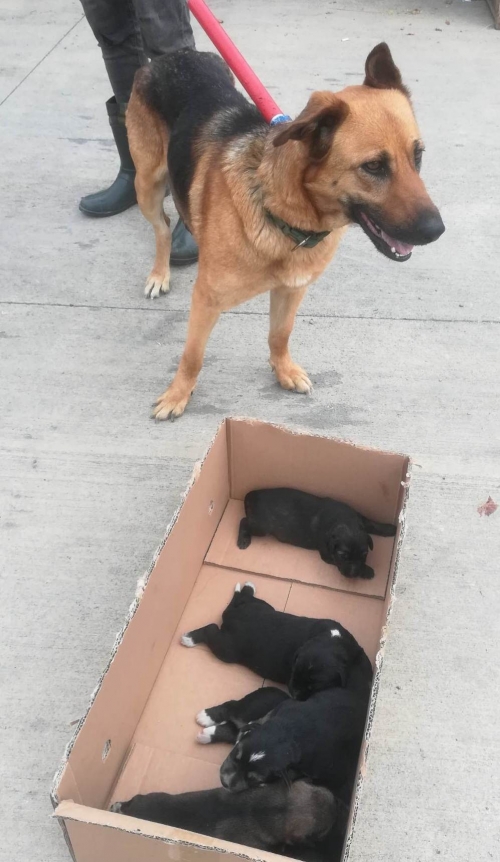 გერმანული ნაგაზი ლისის ტბა