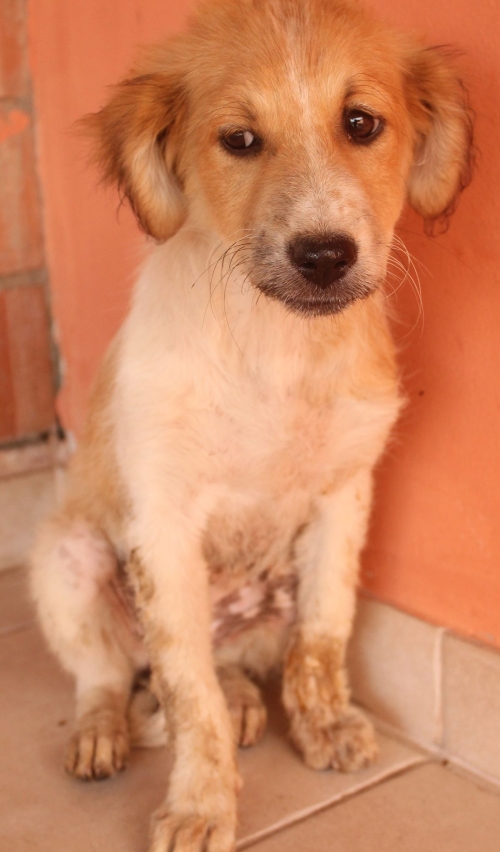 ქართული ქოფაკი უსახელო