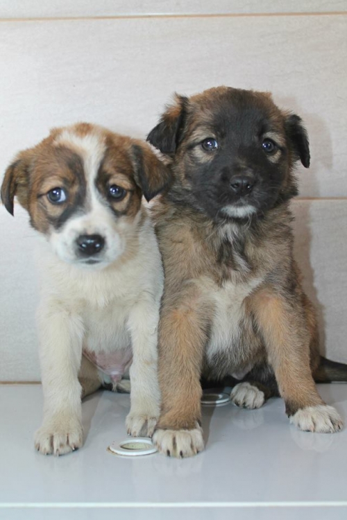 მეტისის ლეკვები უსახელო