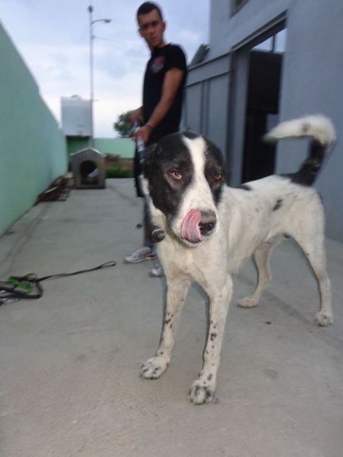 ქართული ნაგაზი უსახელო