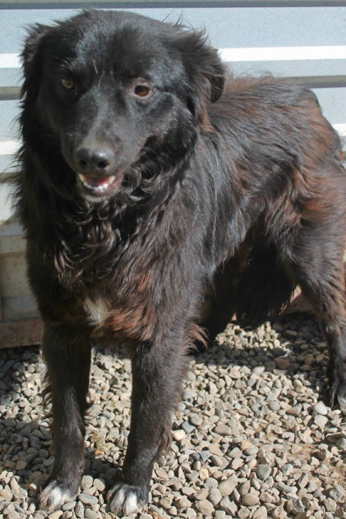 მეტისი რიჩი