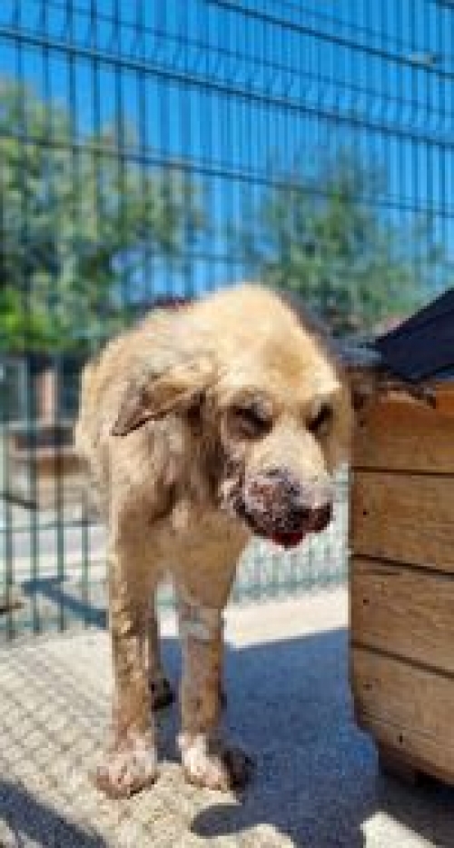 მეტისი გორი