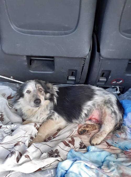 მეტისი უსახელო