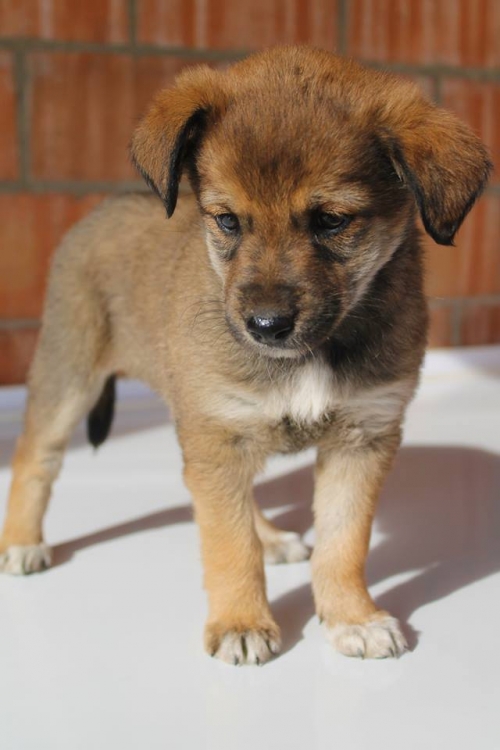 ქართული ქოფაკი უსახელო